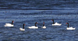 Black-necked Swans 